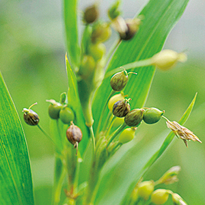 カレンデュラ手づみクレンジング【フェイスホイップサンプル付き