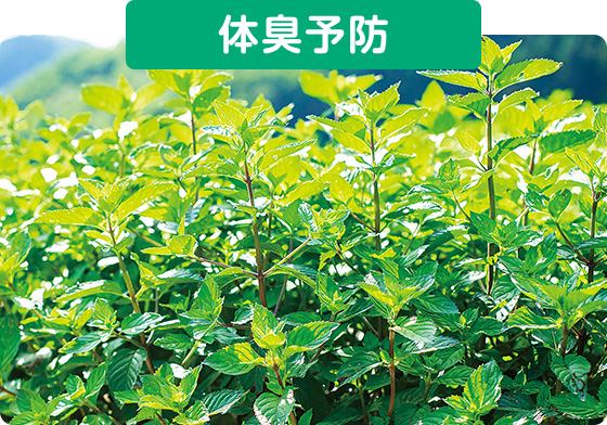 体臭予防