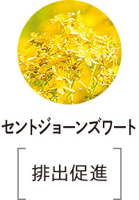 セントジョーンズワート