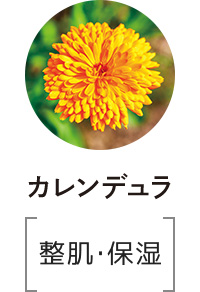 カレンデュラ
