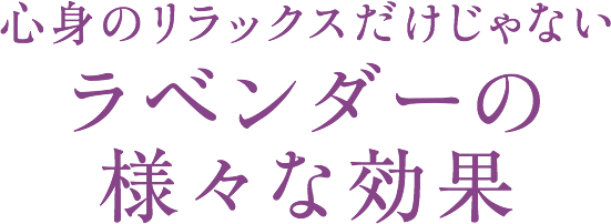 心身のリラックスだけじゃないラベンダーの様々な効果