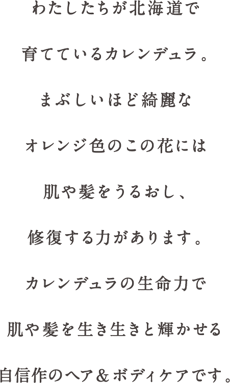 わたしたちが北海道で育てているカレンデュラ。まぶしいほど綺麗なオレンジ色のこの花には肌や髪をうるおし、修復する力があります。カレンデュラの生命力で肌や髪を生き生きと輝かせる自信作のヘア＆ボディケアです。