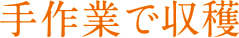 手作業で収穫