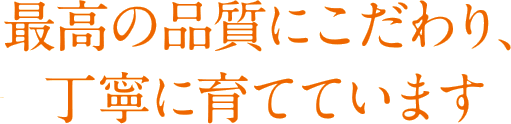 最高の品質にこだわり、丁寧に育てています 