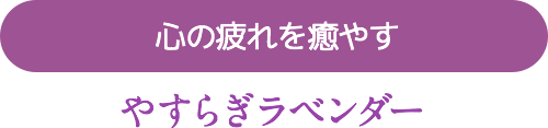 心の疲れを癒やす やすらぎラベンダー