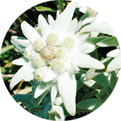 オタネ人参根エキス