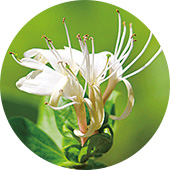 スイカズラ花エキス