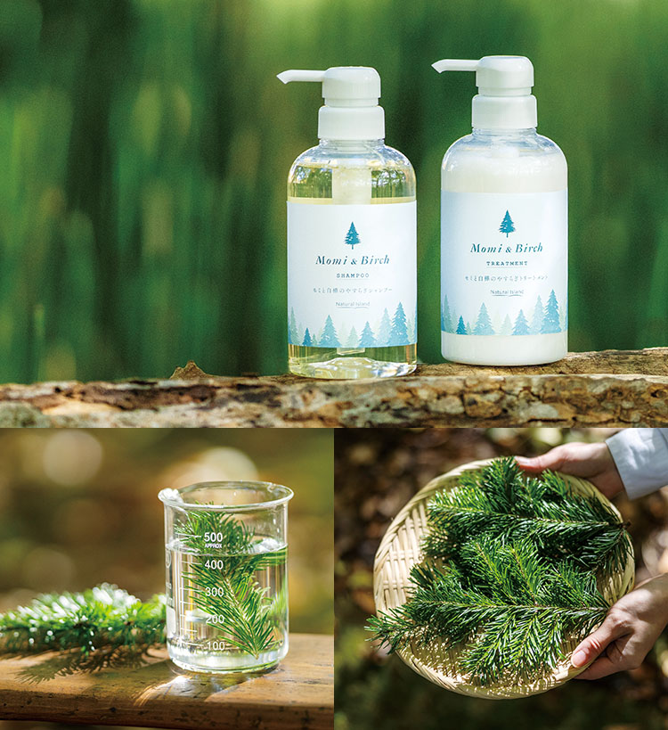 釧路産モミの森の写真