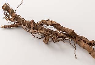 独自開発成分のオオイタドリ根エキス