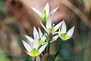 センブリエキス