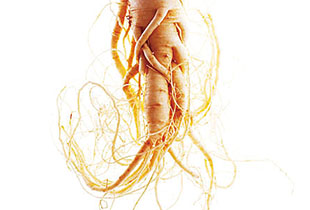 オタネニンジンエキス