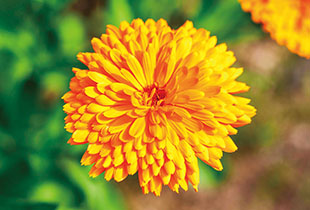 独自開発成分のカレンデュラ花エキス