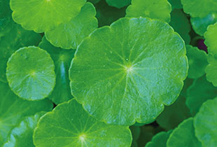 ツボクサエキス