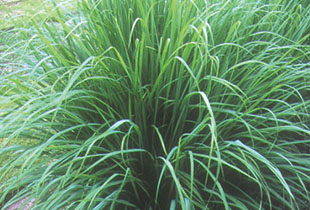 レモングラスエキス