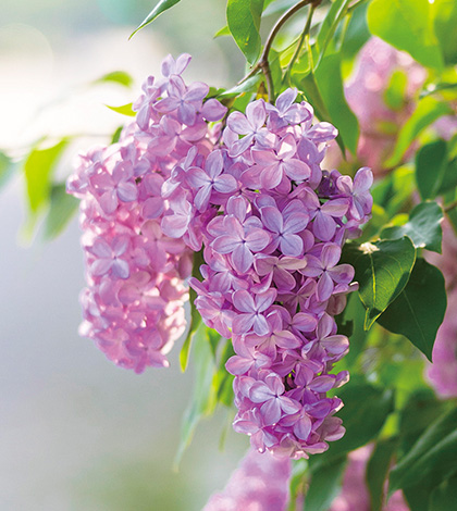 北海道の初夏に咲くライラックの花