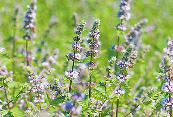 和ハッカのイメージ写真