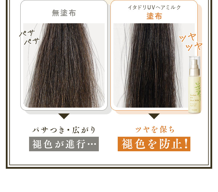 イタドリUVヘアミルク塗布