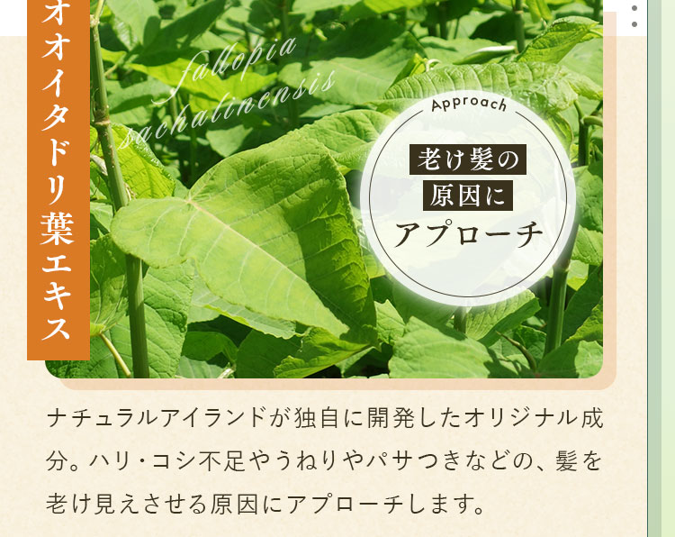 オオイタドリ葉エキス