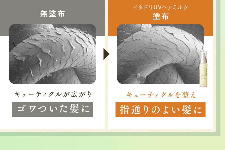 イタドリUVヘアミルク塗布