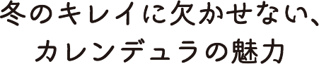 冬のキレイに欠かせない、カレンデュラの魅力